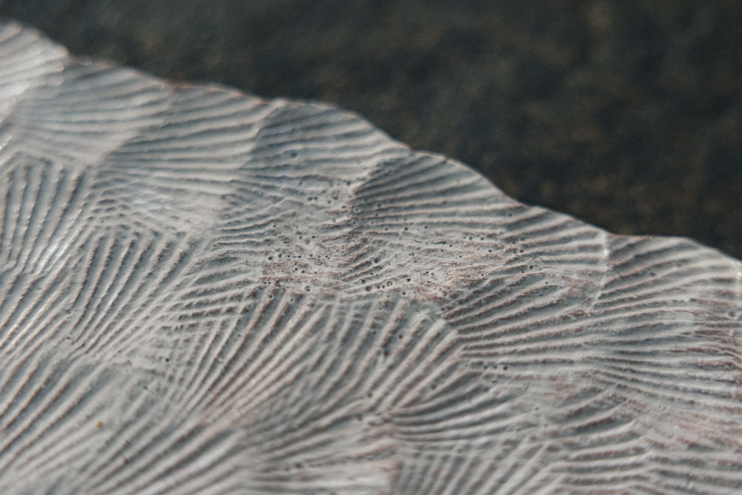 Freedom: shell tile (5) - Image 6